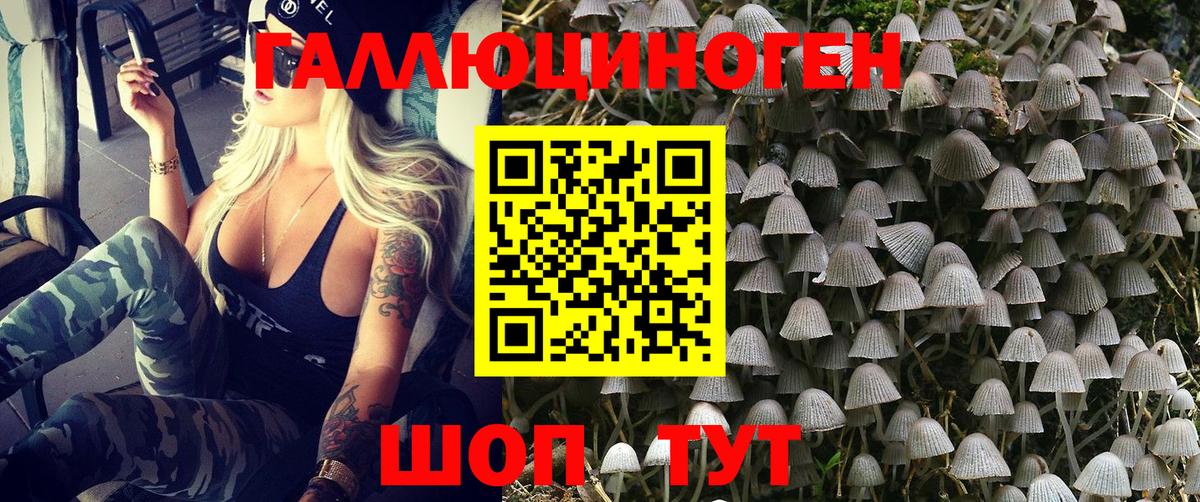 Казань  Псилоцибиновые грибы GOLDEN TEACHER  Вход с VPN 